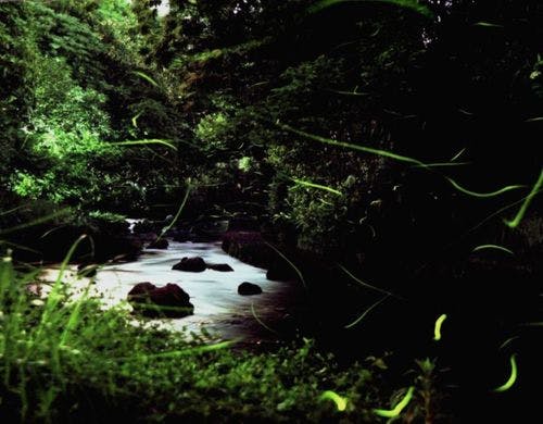 源兵衛川（蛍）