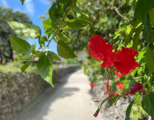 宿の入り口のハイビスカス