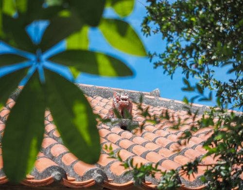 屋根のシーサー