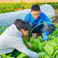 【Pengalaman Memanen Sayuran Musiman】