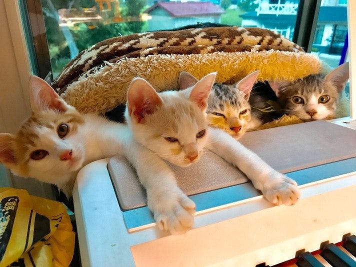 Cat-filled Guesthouse the Misato Kinen Kan