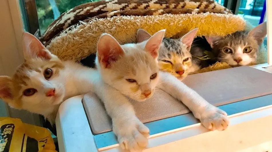 Cat-filled Guesthouse the Misato Kinen Kan