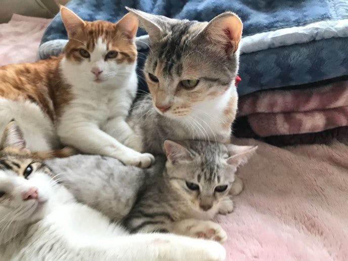 Cat-filled Guesthouse the Misato Kinen Kan