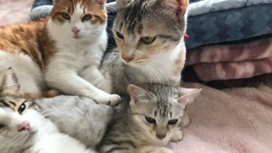 Cat-filled Guesthouse the Misato Kinen Kan