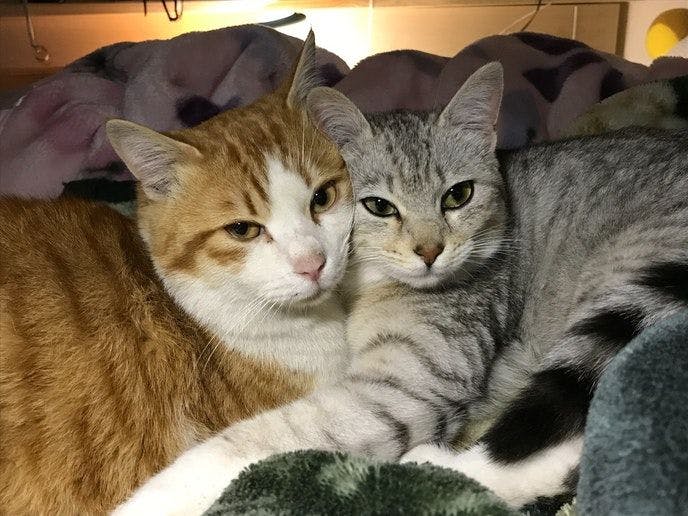 Cat-filled Guesthouse the Misato Kinen Kan