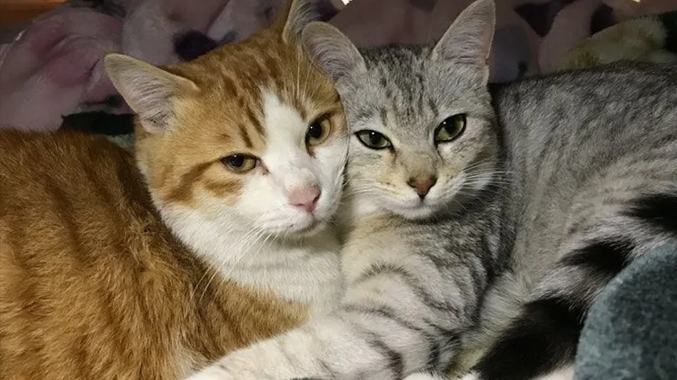 Cat-filled Guesthouse the Misato Kinen Kan