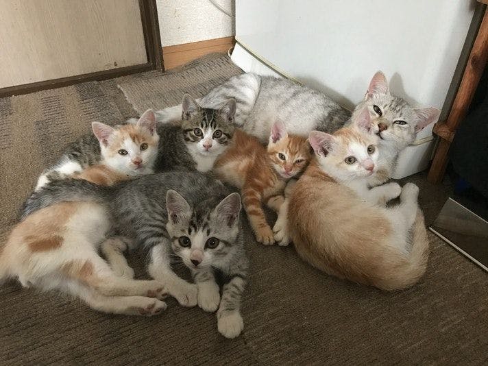 Cat-filled Guesthouse the Misato Kinen Kan