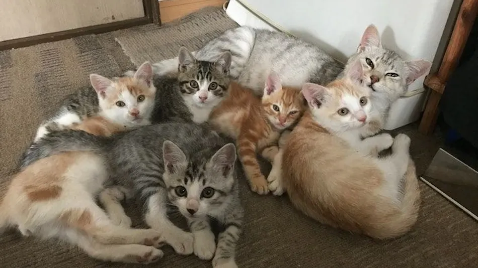 Cat-filled Guesthouse the Misato Kinen Kan
