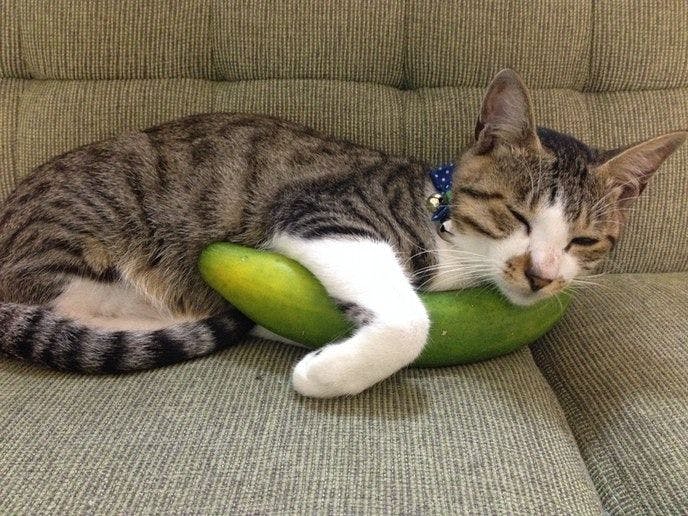 Cat-filled Guesthouse the Misato Kinen Kan