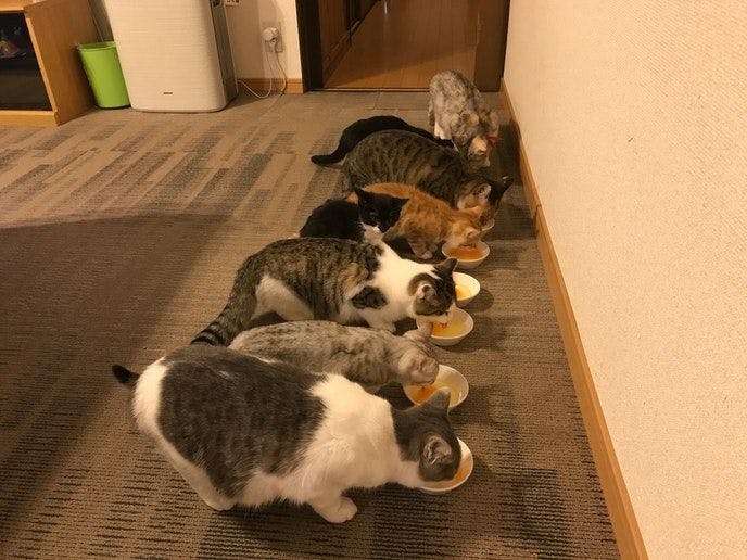 Cat-filled Guesthouse the Misato Kinen Kan