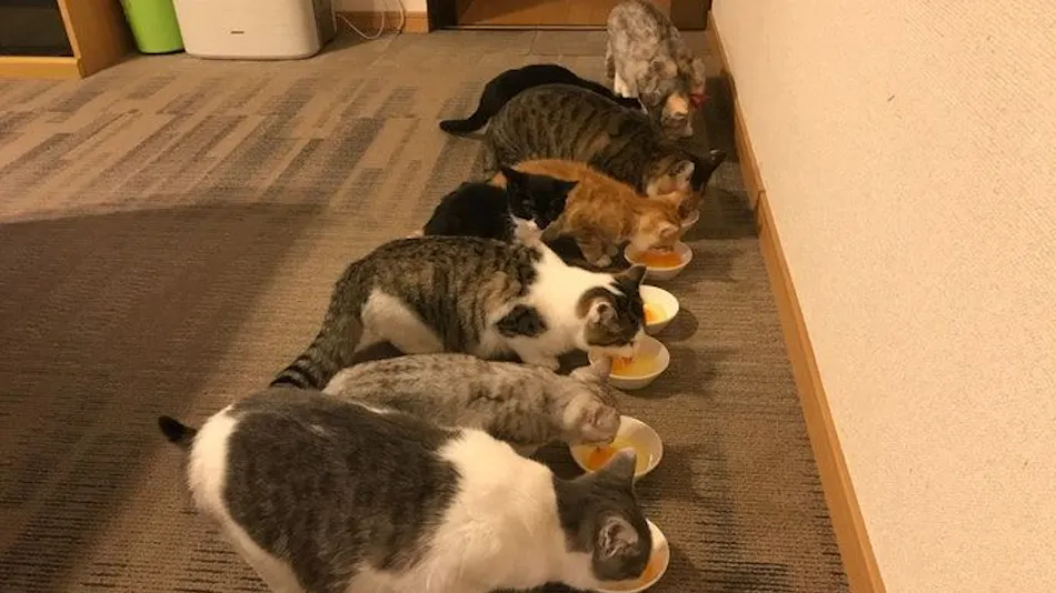 Cat-filled Guesthouse the Misato Kinen Kan
