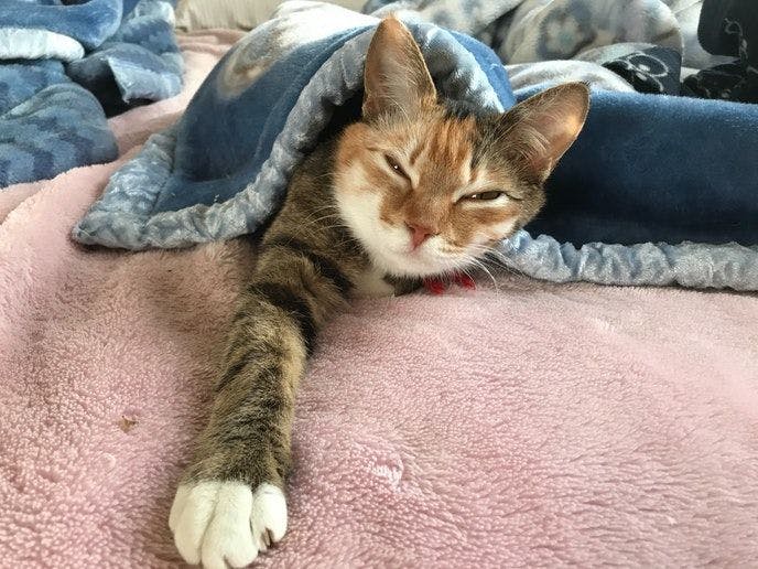 Cat-filled Guesthouse the Misato Kinen Kan