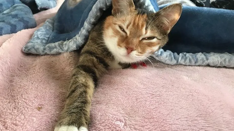 Cat-filled Guesthouse the Misato Kinen Kan