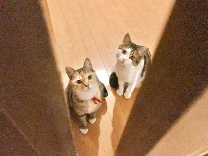 Cat-filled Guesthouse the Misato Kinen Kan