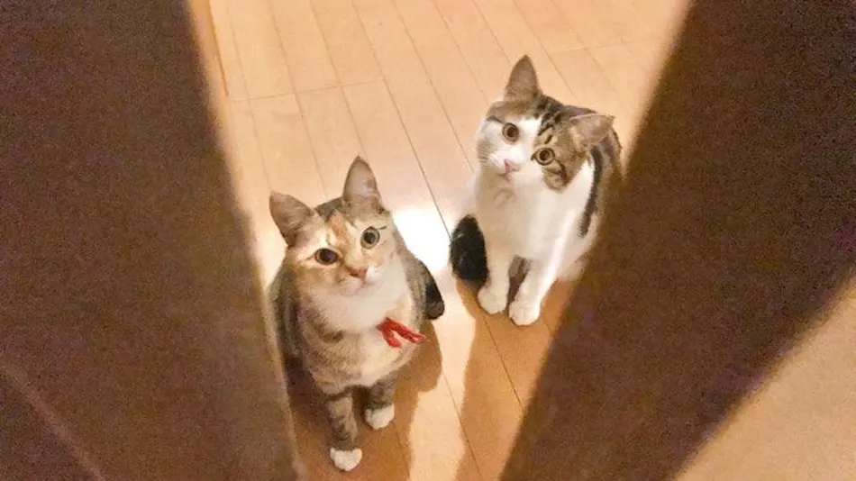 Cat-filled Guesthouse the Misato Kinen Kan
