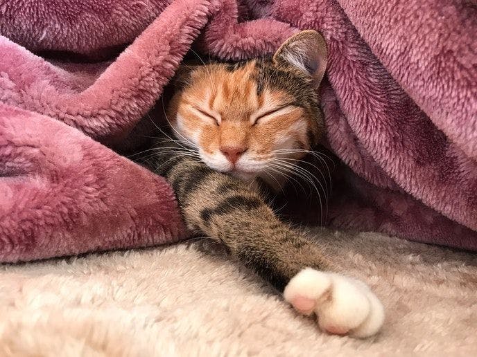 Cat-filled Guesthouse the Misato Kinen Kan