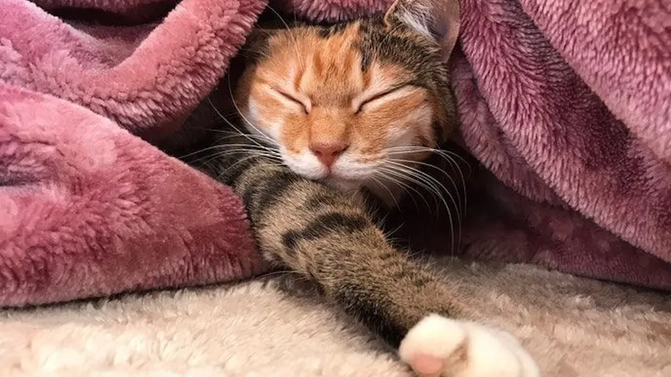 Cat-filled Guesthouse the Misato Kinen Kan