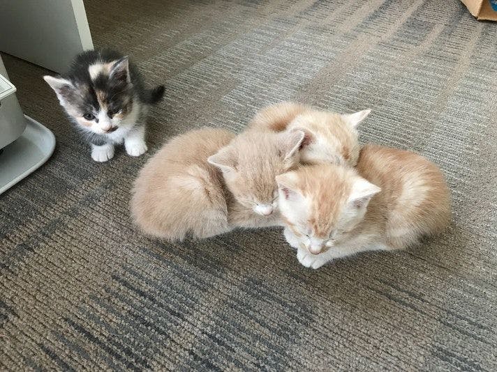 Cat-filled Guesthouse the Misato Kinen Kan