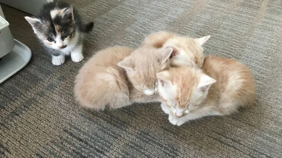 Cat-filled Guesthouse the Misato Kinen Kan