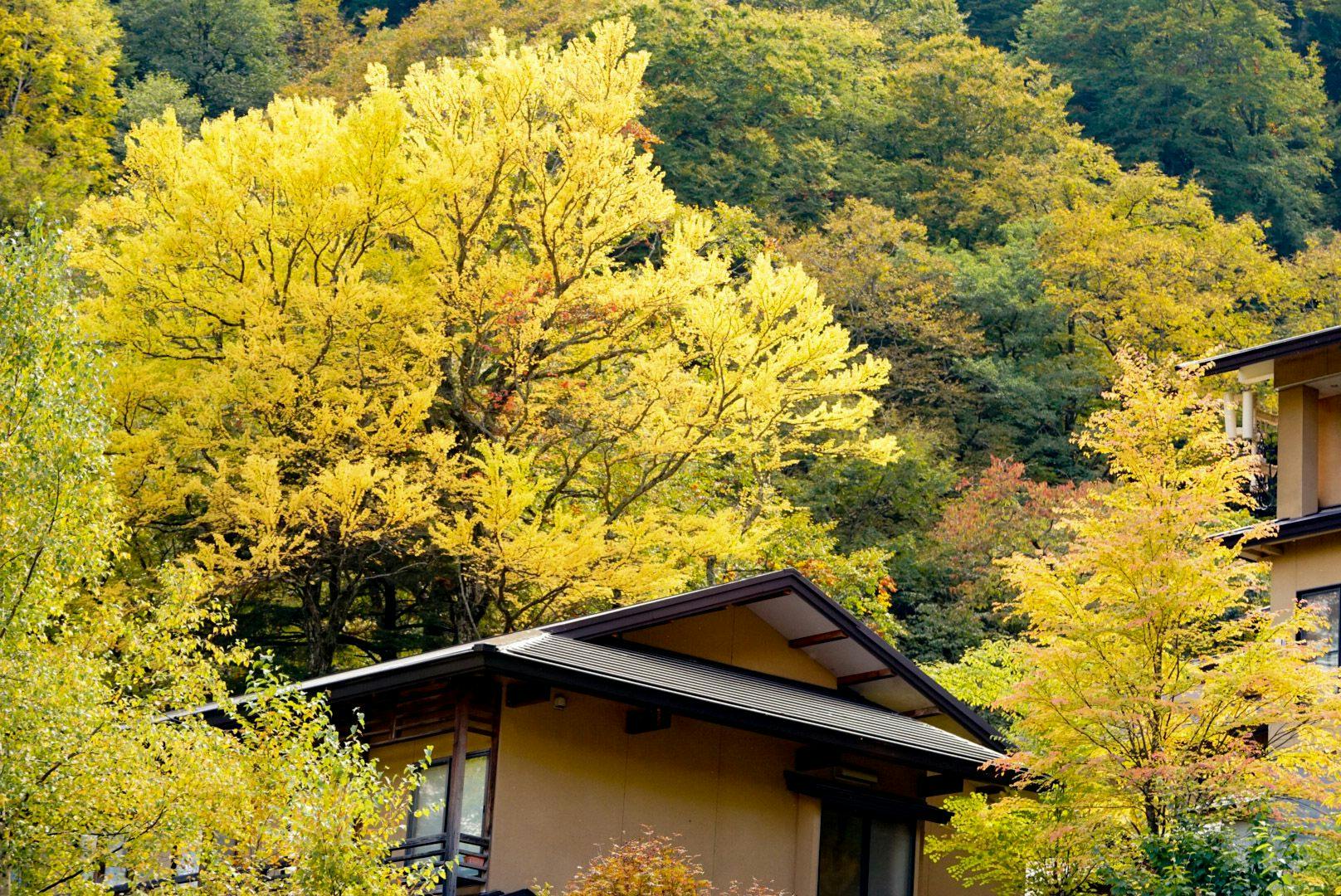 Nakanoyu Onsen Ryokan