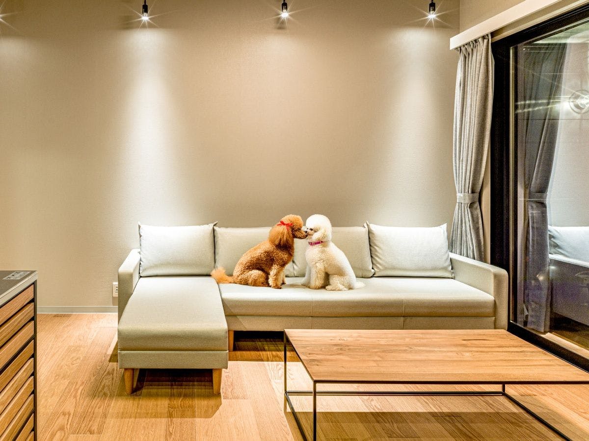 ห้องพักที่อนุญาตให้นำสัตว์เลี้ยงเข้าพัก