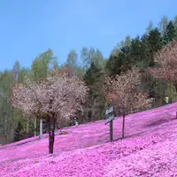 시바자쿠라 공원