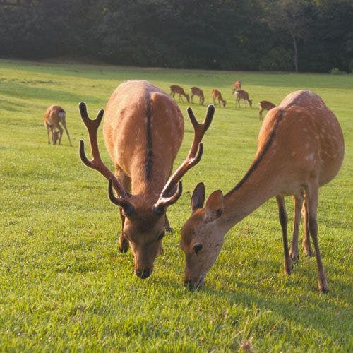 [Taman Nara] Hanya beberapa langkah dari tempat kami!