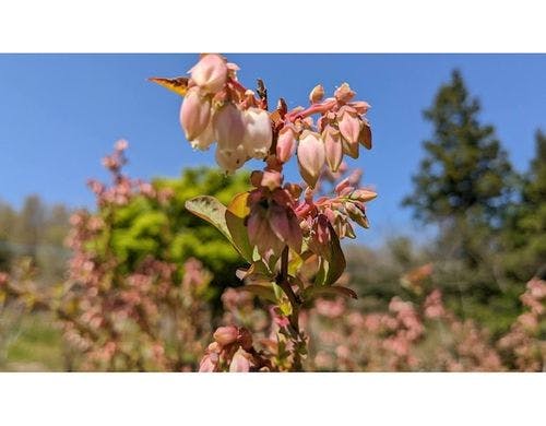 5月中旬、ブルーベリーの花が咲きます。