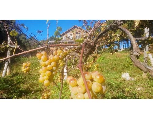 園内のブドウ畑