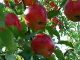 大子温泉やみぞ