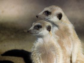 アニマルグランピング