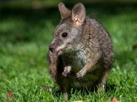 アニマルグランピング