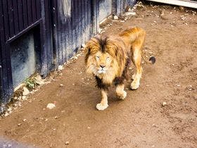 アニマルグランピング