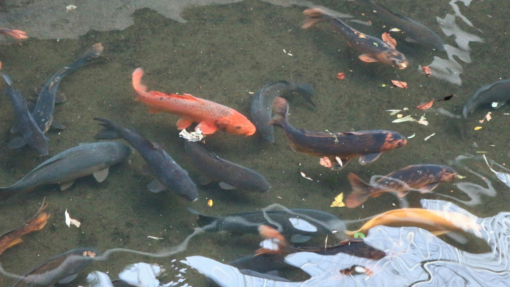 Kakuto Onsen