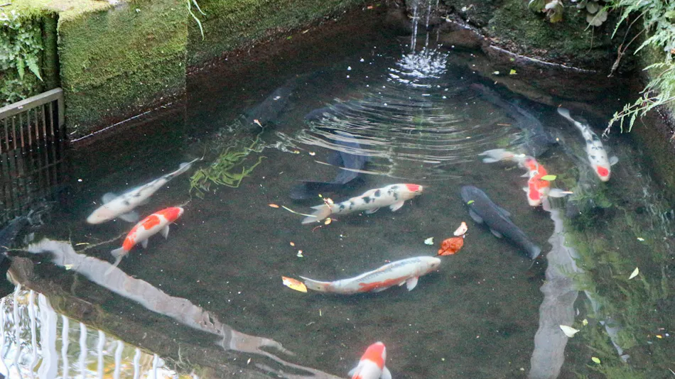 Kakuto Onsen