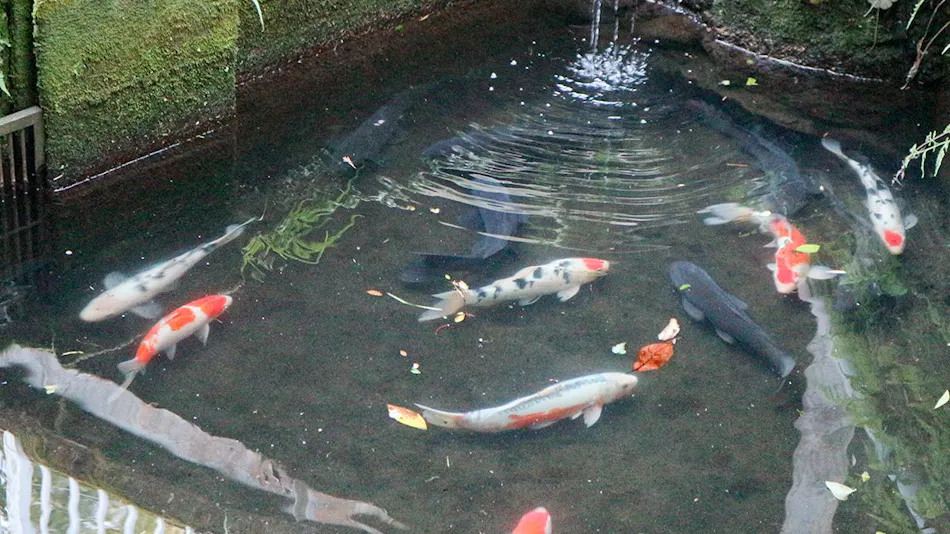 Kakuto Onsen