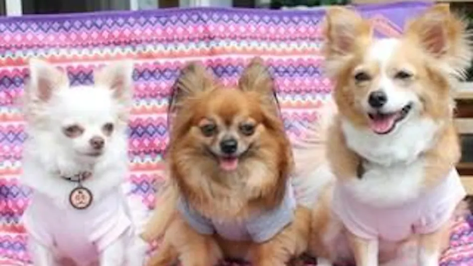 Healing Dog Inn Nikomamechi