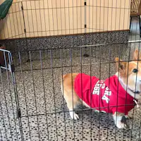 สามารถเข้าพักพร้อมสัตว์เลี้ยงได้!