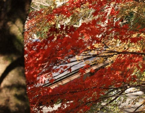 紅葉