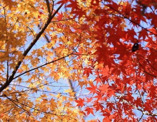 紅葉