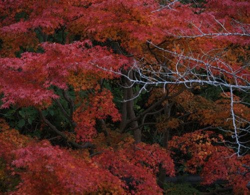 紅葉
