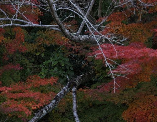 紅葉