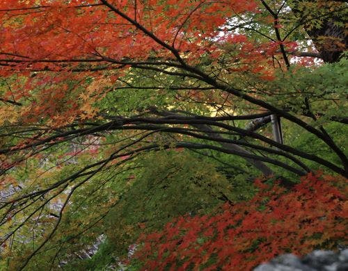 紅葉