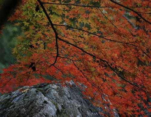 紅葉