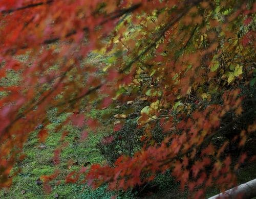 紅葉