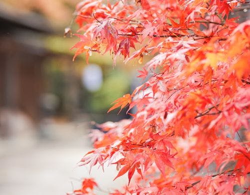 紅葉