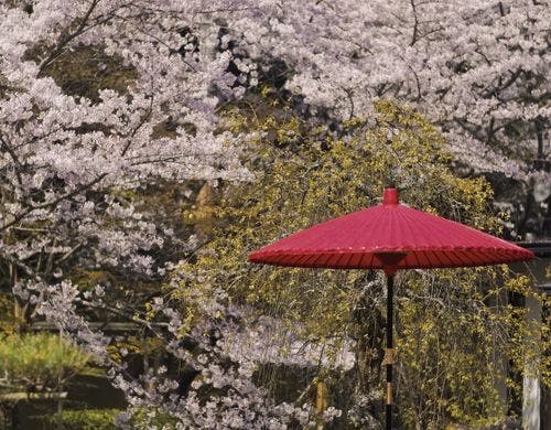 桜（春）