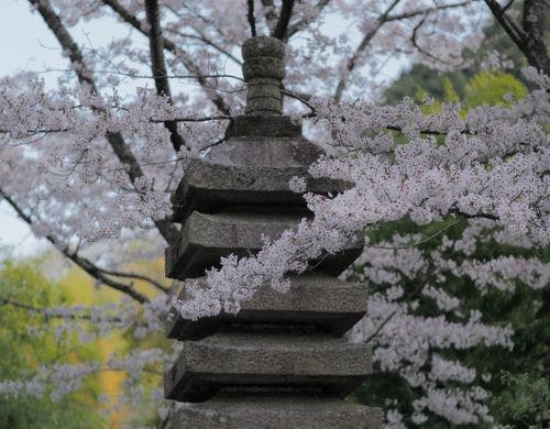 桜（春）