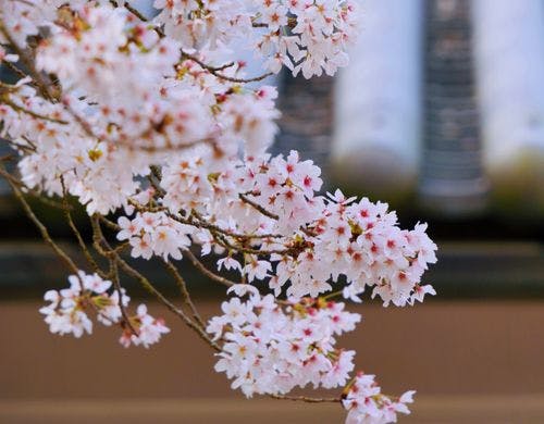 桜（春）