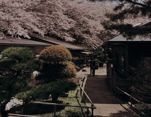 桜（春）